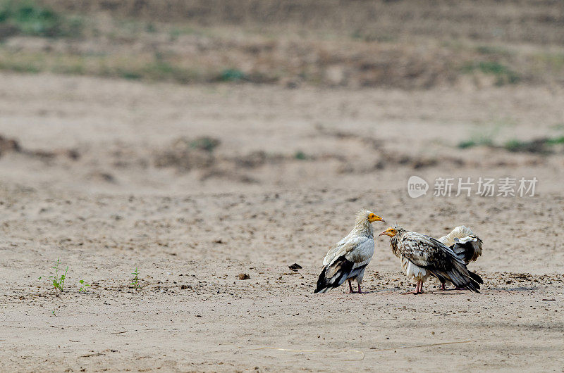 在印度比卡内尔的Jorbeer自然保护区，地面上的埃及秃鹫或Neophron percnoterus